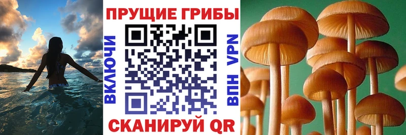 купить сайты Куровское Галлюциногенные грибы Magic Shrooms